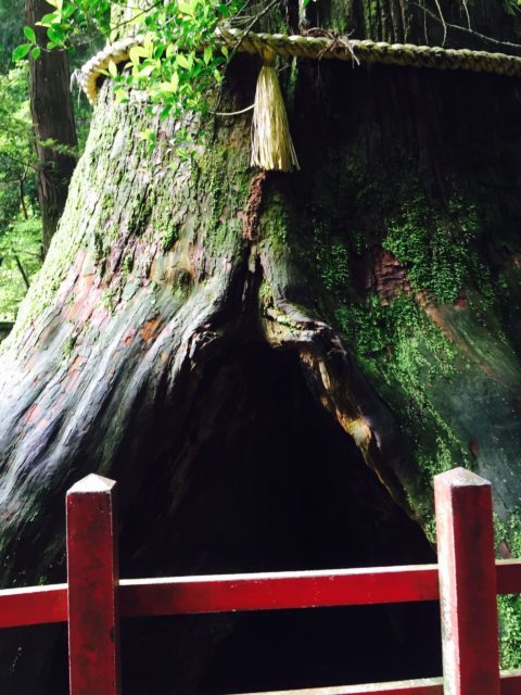 箱根神社の 安産杉 風雷龍のパワースポット探訪